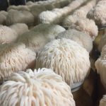 Mushroom Supplements