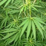 Cannabis-Culture-at-Kaliiva