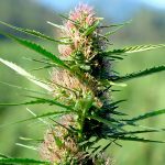 Experience Rocky Mountain Cannabis