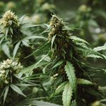 First Visit to a Cannabis Stores