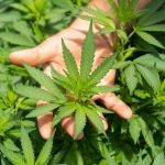 Visiting Hemp Connect